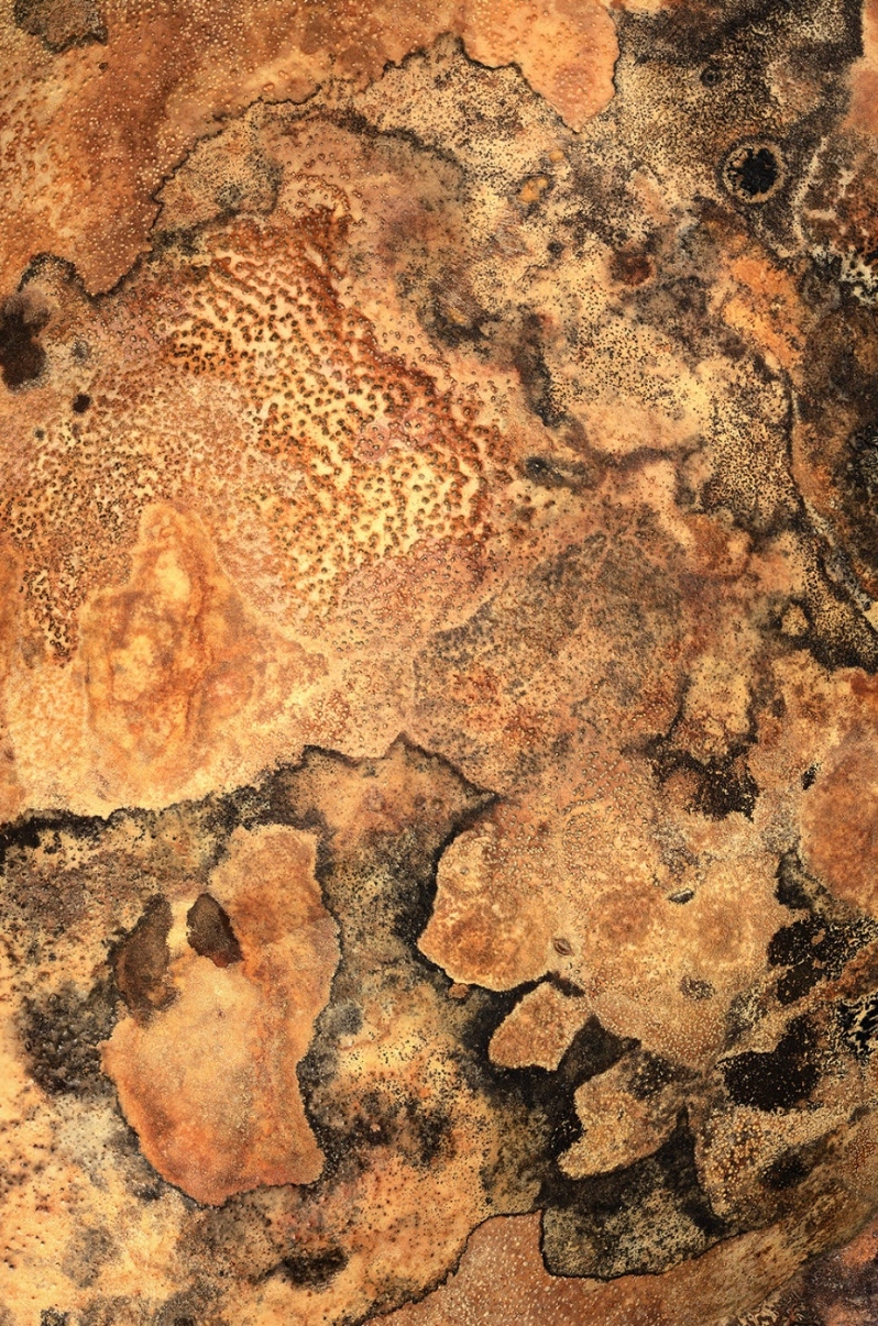 Product Description: New Gourd Wars 005</br></br>Photograph: archival pigment ink print on fine art paper</br></br>$400; 19in. x 27in. 2014</br> New Gourd Wars 005