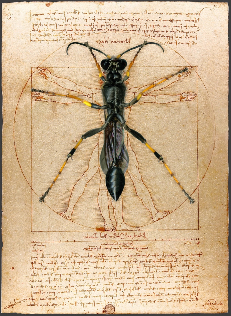 Product Description: Vitruvian Wasp</br>Photograph: digital composite</br>Price $1100</br>25in x 35in</br>2013</br> Vitruvian Wasp by Jim Lee